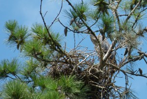 Look closely to see the Heron.