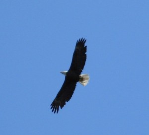 Eagle flying overhead on Assateague