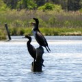 Cormorants on Pikes Creek