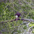 Eagle eating a fish