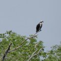 Osprey on the lookout