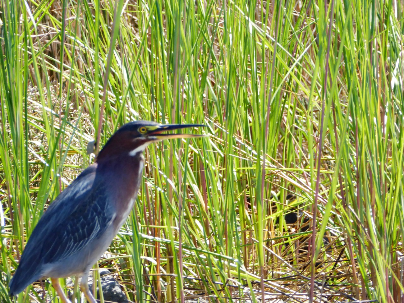 20160923_135318_Little Heron