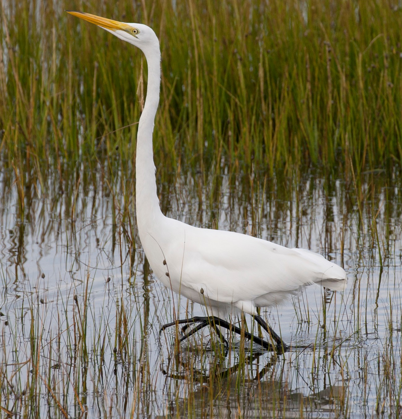 20161001_165458_Egret on the move