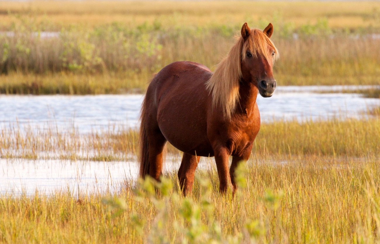 20161002_083155_Chief Pony