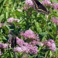 20170730_114050_Butterflies 1