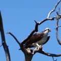 20170730_114557_Osprey eating a fish 1