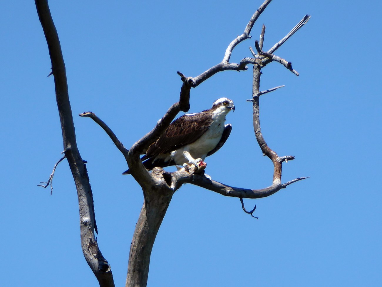 20170730_114557_Osprey eating a fish 1