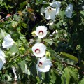 20170730_125329_Rose Mallow close-up 2