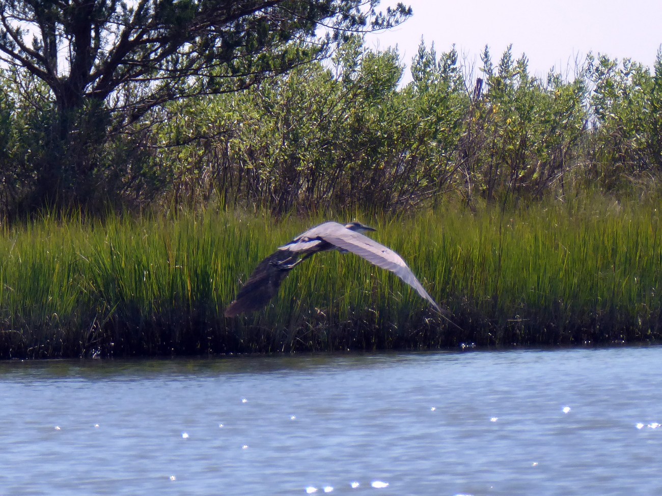 20170806_120055_Tri-Colored Heron in flight - Copy