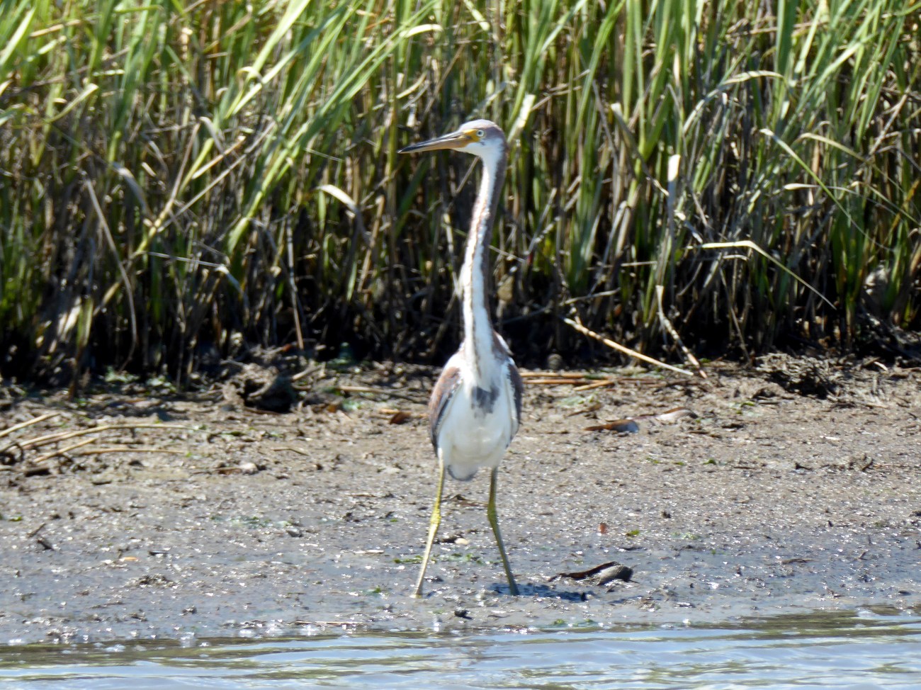 20170806_135152_Tri-Colored Heron on the beach