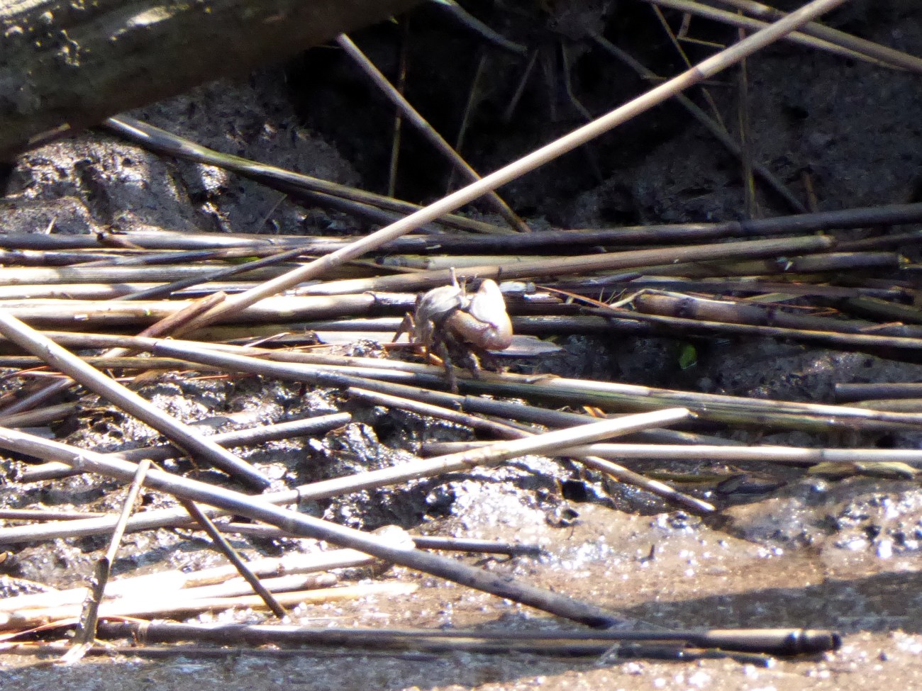 20170826_114412_Fiddler Crab along the shore