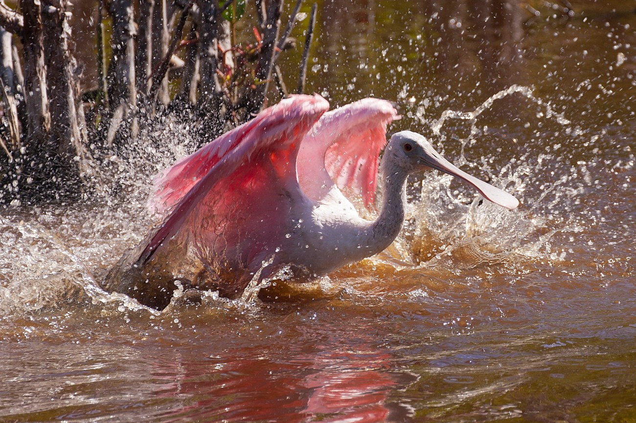 20161123_133511_Spoonbill Tsunami