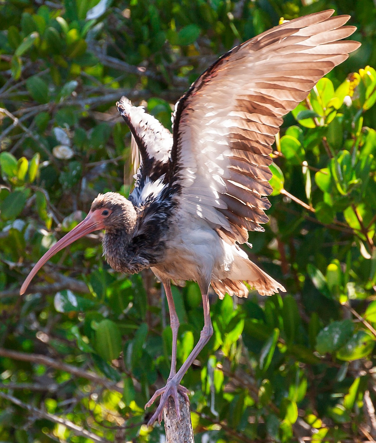 20161123_133605_Immature Ibis