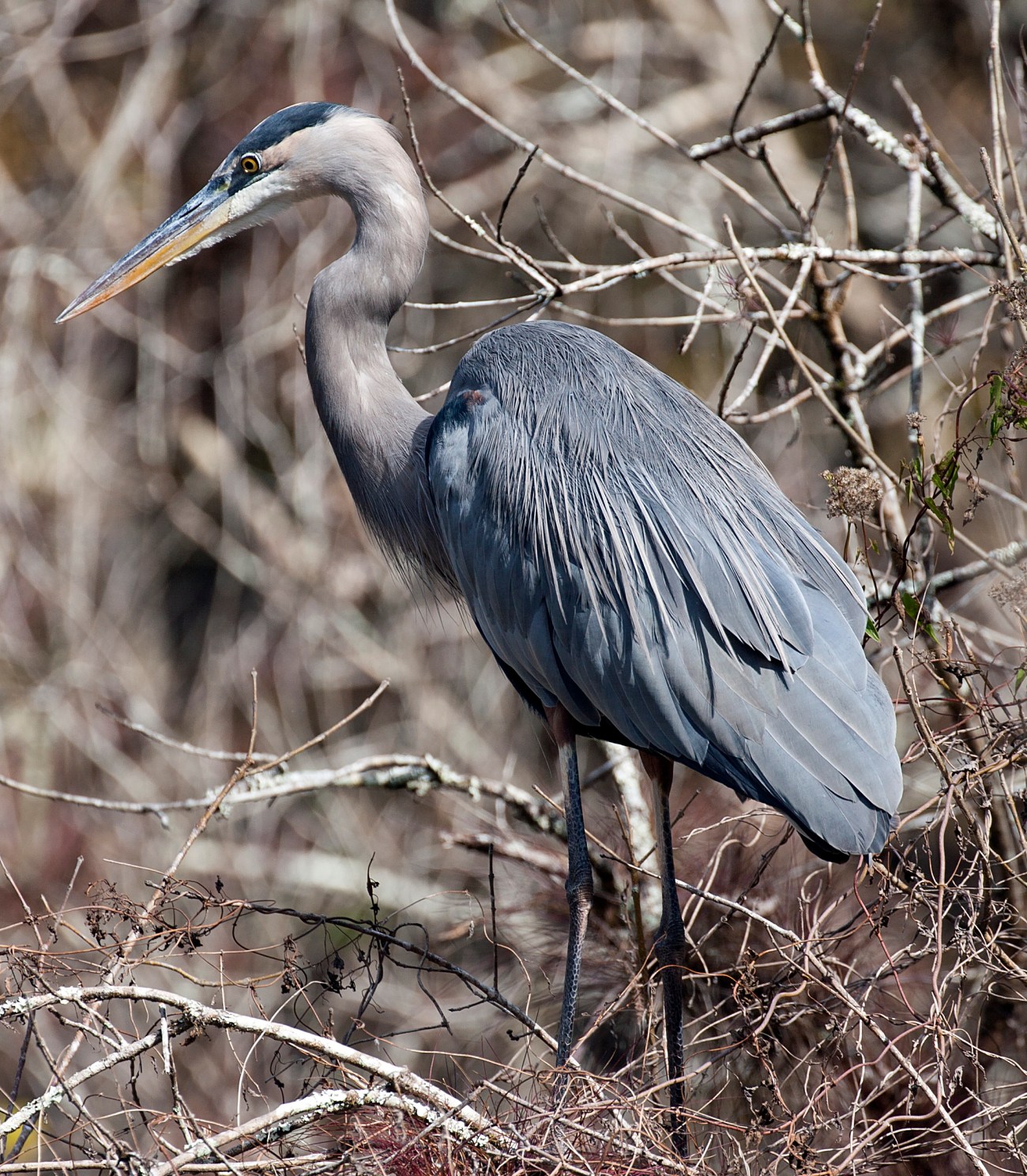20161126_134436_Great Blue Heron at Blind