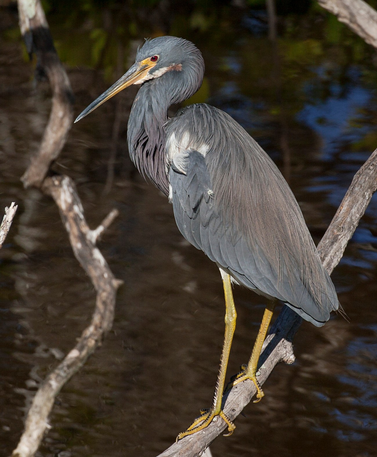 20161127_111114_Little Blue Heron
