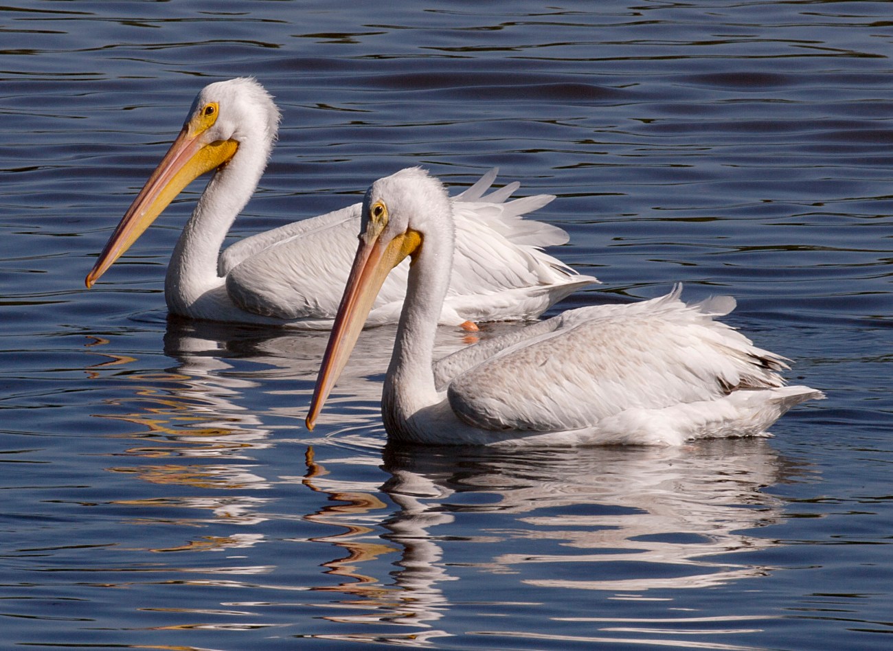 20161127_123246_Tandem White Pelicans