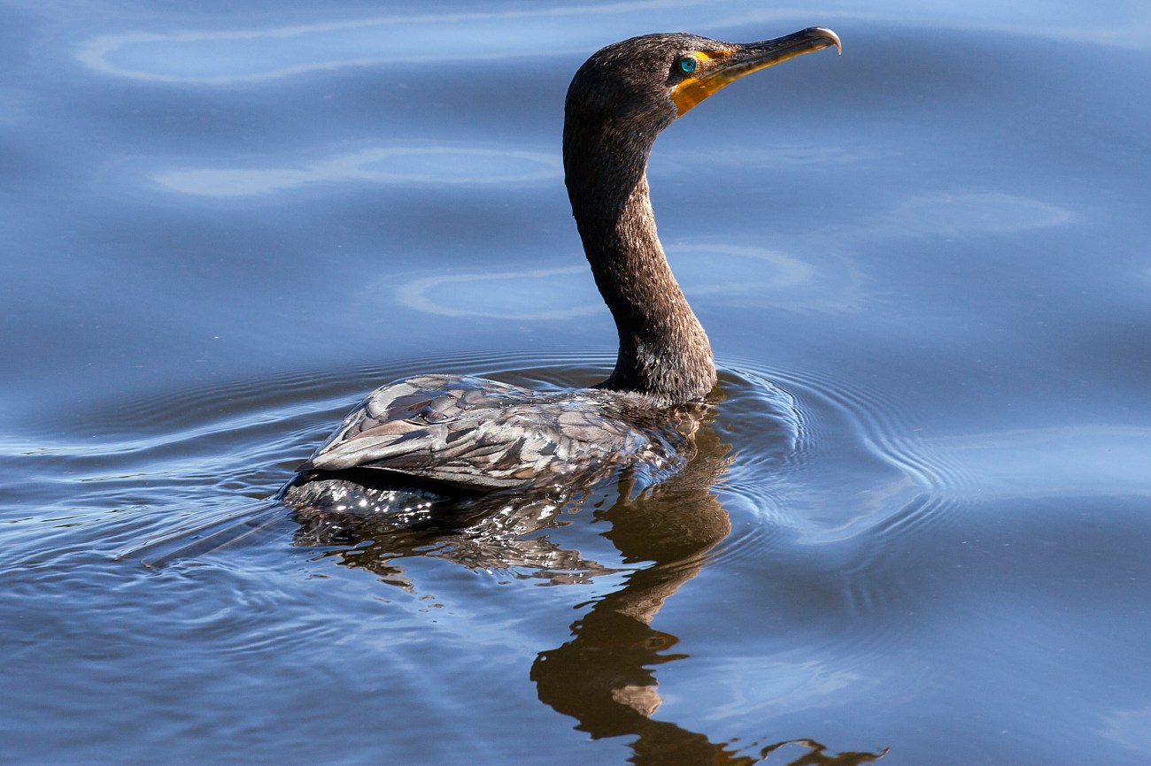 20161127_124120_Cormorant Swimming