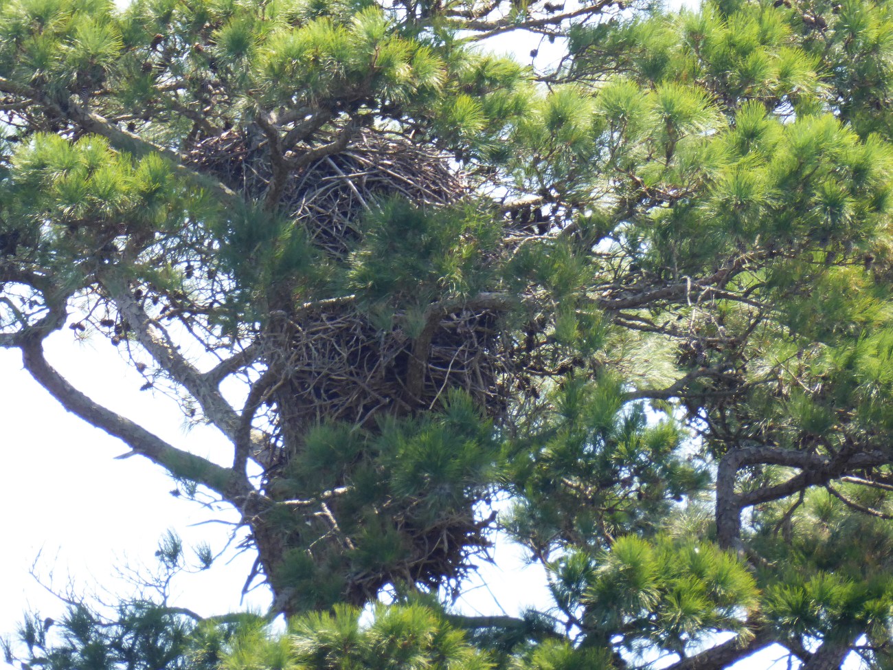 20170904_122913_Very Tall Eagle's Nest