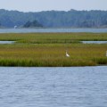 20170904_131459_Field of Egrets