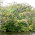 20170917_141448_Fluffy tree on creek bank