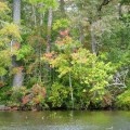 20170917_141515_A hint of Fall color