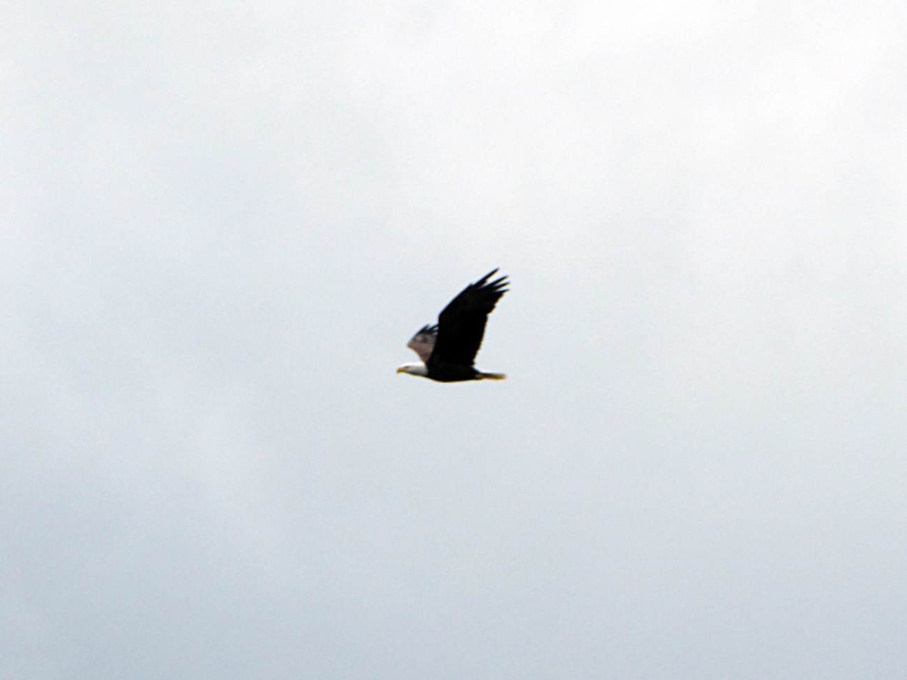 20170917_142230_Eagle Flyby