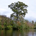 20170917_155543_Big Tree on the Bank 3