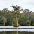 20170917_163223_Big Cypress in the river