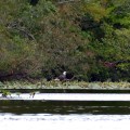 20170917_170540_Eagle on the water