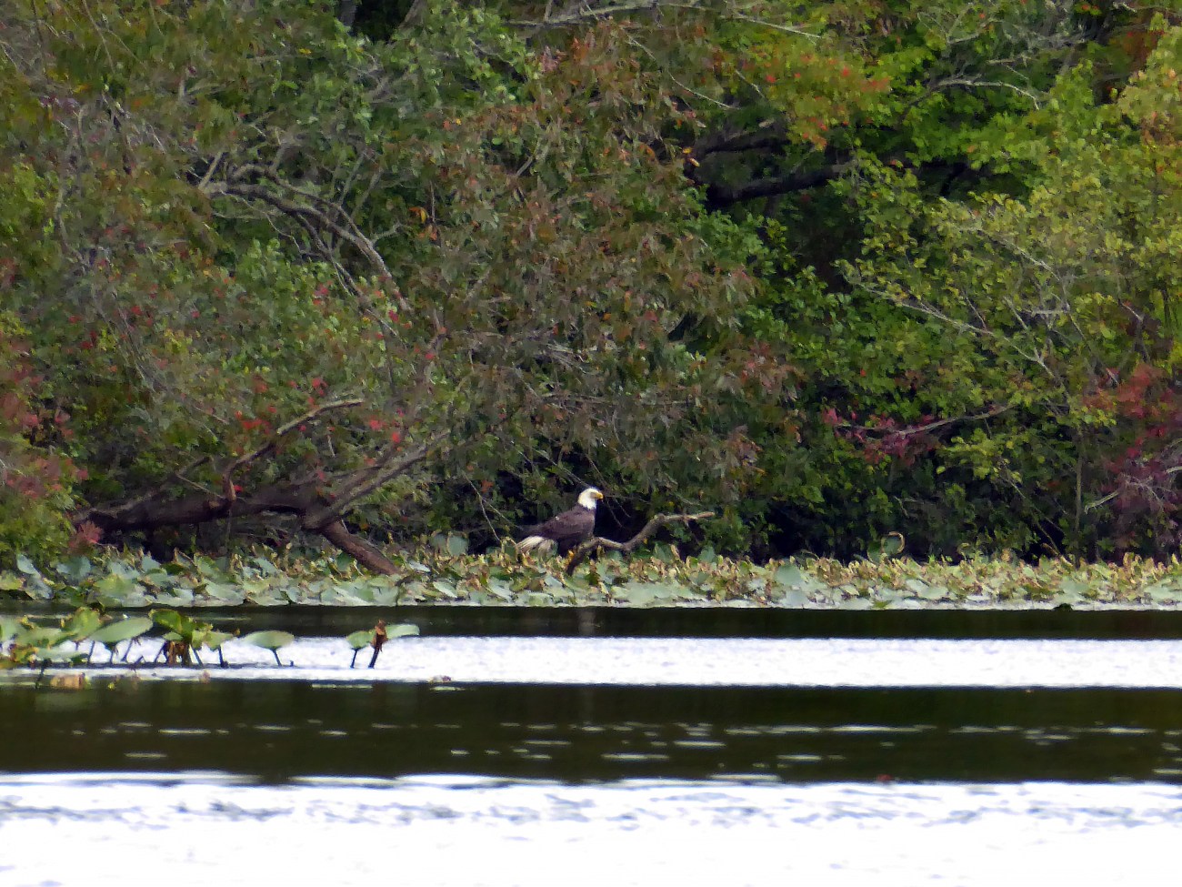 20170917_170540_Eagle on the water