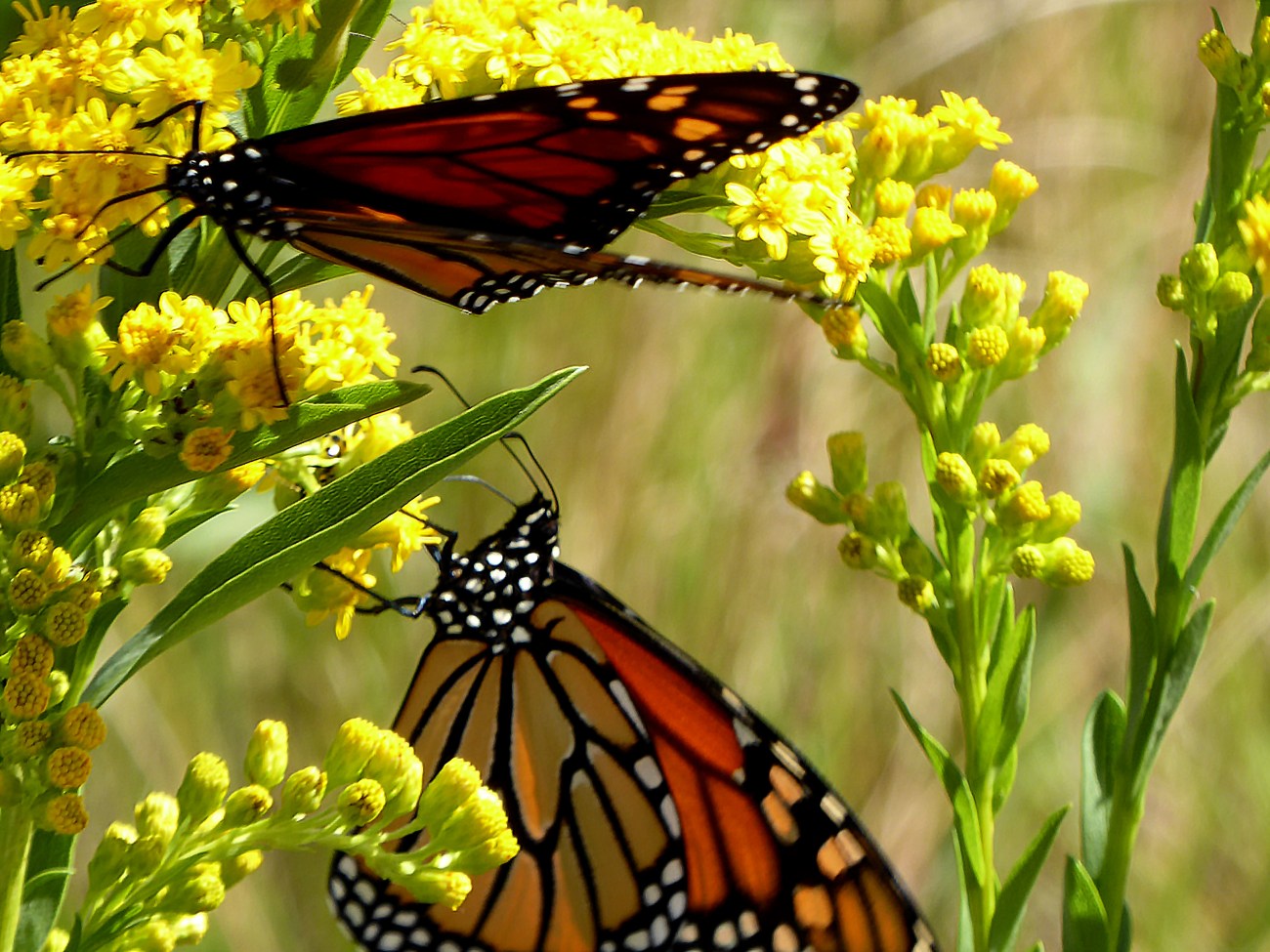 20170930_115612_Monarch butterflies holding on for dear life