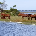 20171005_113334_Wild Ponies at Put-In Location