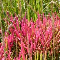 20171005_120355_Red Swampfire