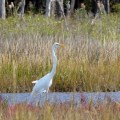 20171005_121514_Great White Egret
