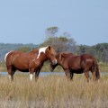 20171005_121730_Standing Guard in the Marsh