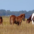 20171005_121757_Young Foal