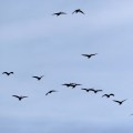 20171006_121754_Flocks of Canadian Geese at Flatty Cove