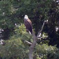 20171006_130415_Bald eagle at Goldsborough Creek
