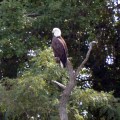 20171006_130444_Bald eagle 2