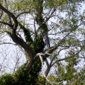 20171006_133218_Heron in a tree