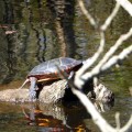 20171019_142446_Small Turtle on a Log
