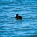20171018_131232_Surf Scoter