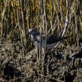 20171103_125756_Least Sandpiper