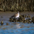 20171103_132623_Willet