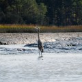 20171103_145156_Heron Hunting