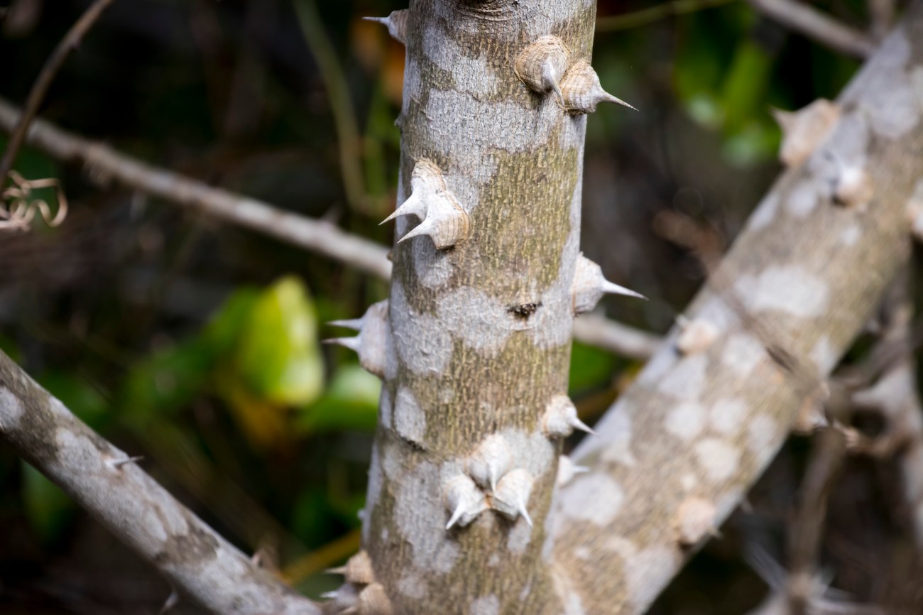 20171104_102333_Southern Prickley Ash - Toothache Tree