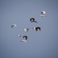 20171104_104056_Flock of Ibis
