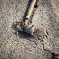 20171104_105032_Ghost Crab walking the beach