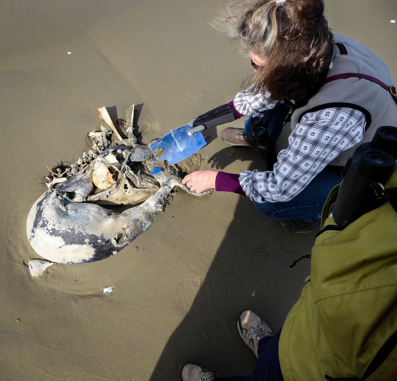 20171104_114810_Dolphin Skeleton