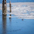 20180109_122701_Ruddy Ducks at the end of the Pier